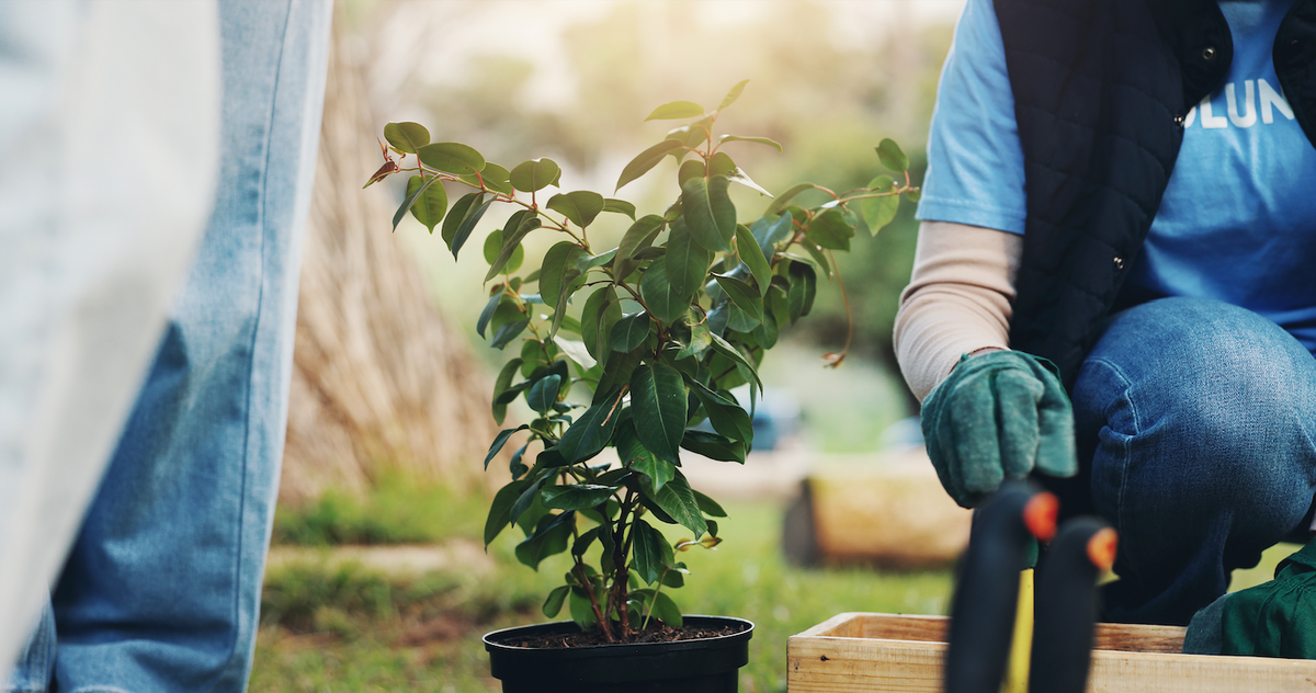 Volunteer wearing gardening gloves kneels outdoors beside a potted green plant, preparing for planting or landscaping work in a sunny garden setting.